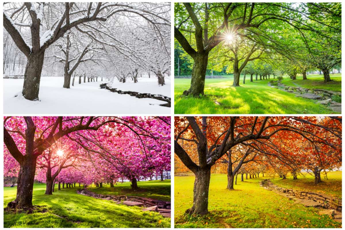 Four seasons with japanese cherry trees in Hurd Park
