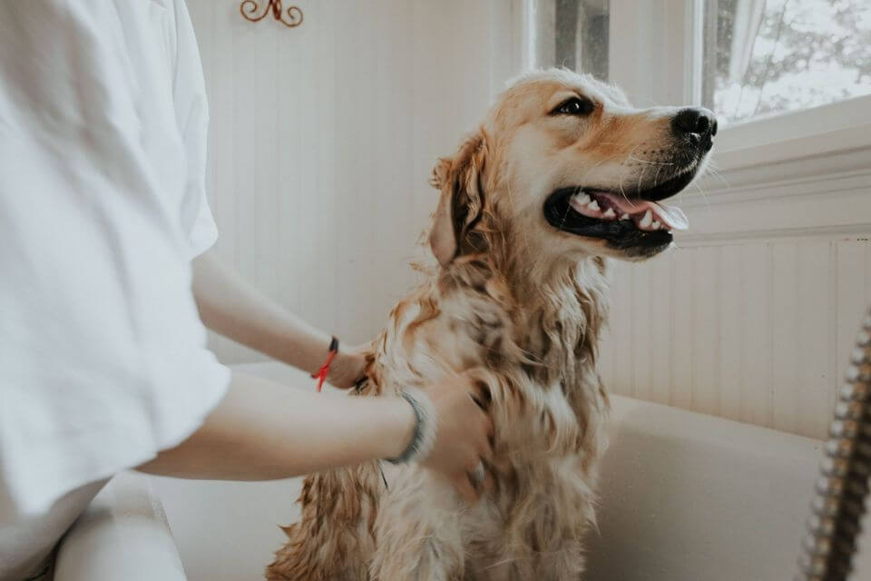 pet friendly rentals dogs