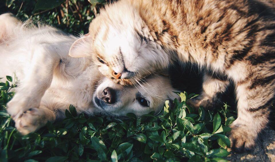 rentals and pets