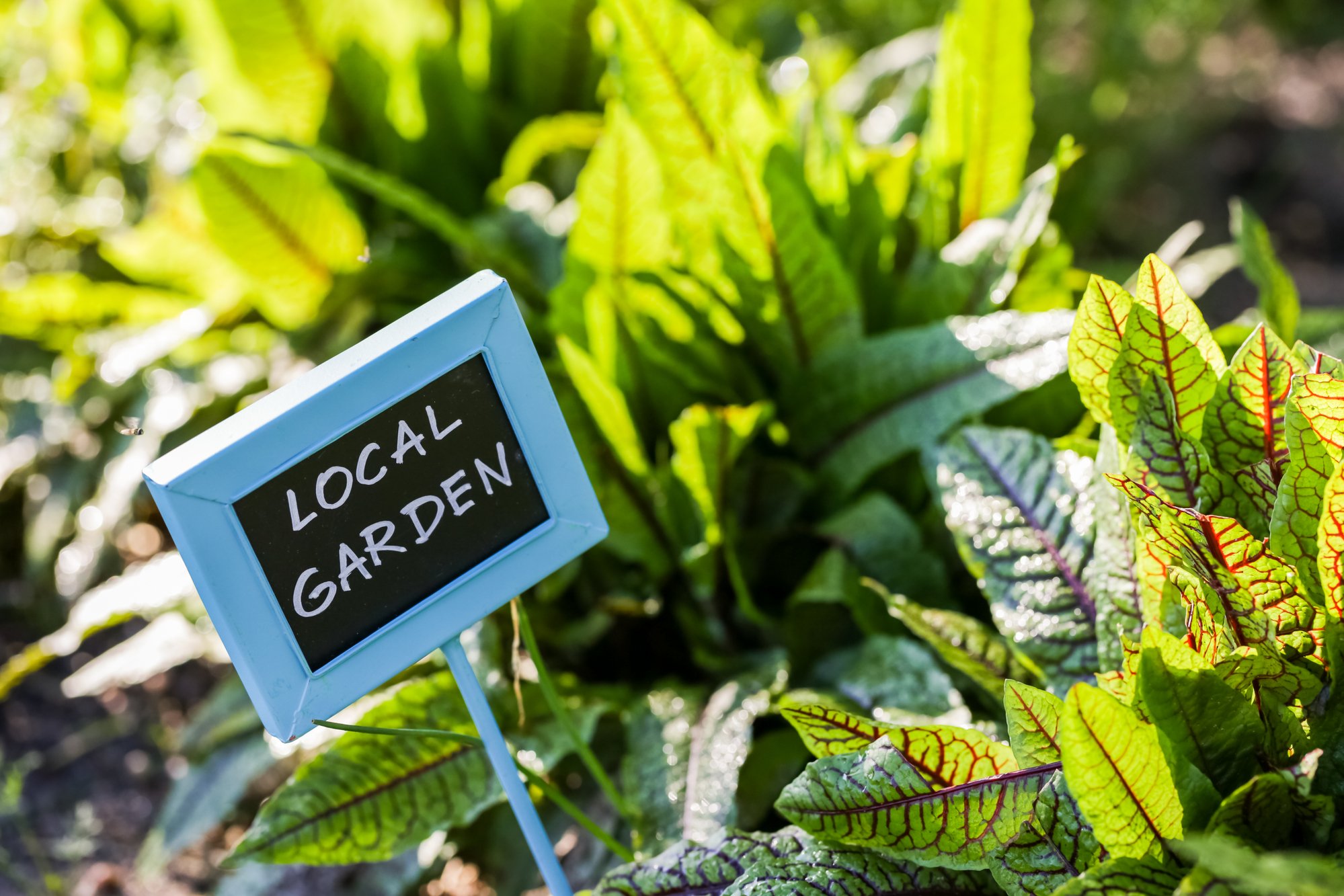 Urban vegetable garden